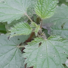 Urtica dioica