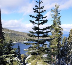 Abies magnifica magnifica