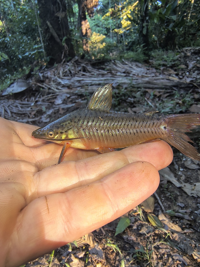 Porthole catfish (Dianema longibarbis) — Callichthyidae