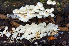 Ripartitella brasiliensis
