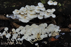 Ripartitella brasiliensis