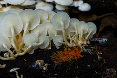 Ripartitella brasiliensis