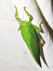 Zabalius ophthalmicus