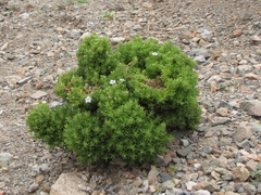 Nolana ramosissima