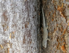 Phelsuma mutabilis