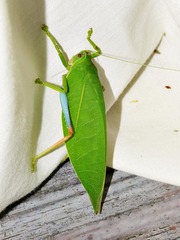 Zabalius ophthalmicus