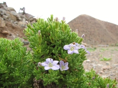 Nolana ramosissima
