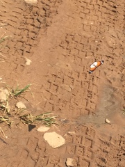 Danaus chrysippus alcippus