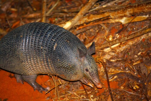 Southern Long-nosed Armadillo