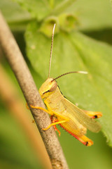 Heteracris pterosticha