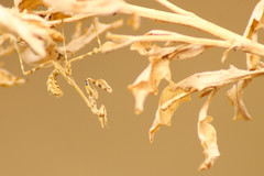 Empusa pennicornis