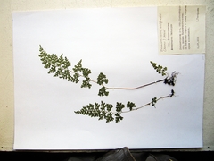 Dennstaedtia wilfordii