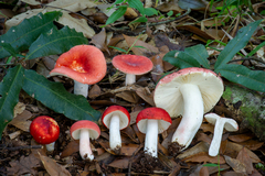 Russula mexicana