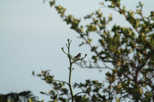 Lalage maculosa