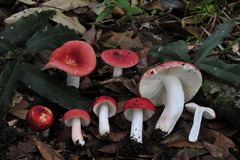Russula mexicana