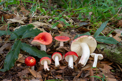 Russula mexicana