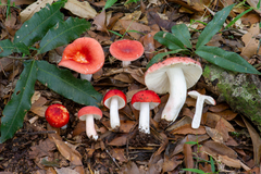 Russula mexicana