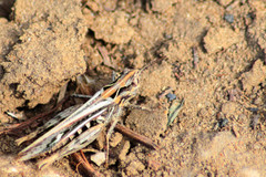 Chorthippus maritimus