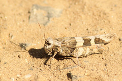 Oedipoda miniata