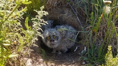 Bubo