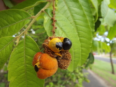 Cupaniopsis flagelliformis