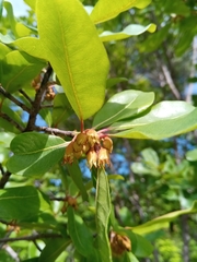 Capurodendron