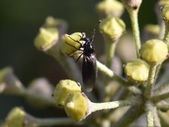 Dilophus febrilis