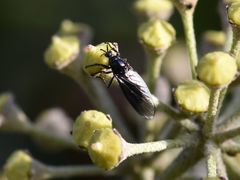 Dilophus febrilis