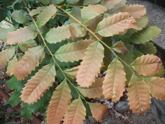 Cupaniopsis flagelliformis