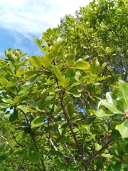 Capurodendron