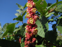 Cupaniopsis flagelliformis