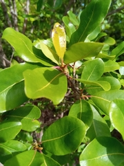 Capurodendron