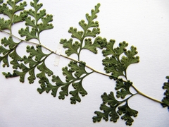 Dennstaedtia wilfordii