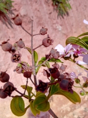 Dichaetanthera