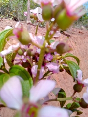 Dichaetanthera