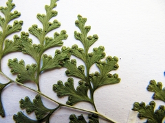 Dennstaedtia wilfordii