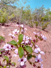 Dichaetanthera