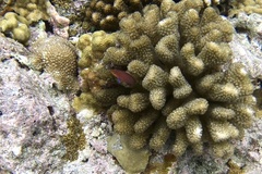 Pseudocheilinus hexataenia