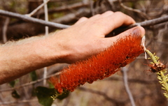 Combretum farinosum