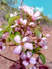 Dichaetanthera