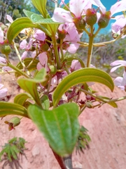 Dichaetanthera