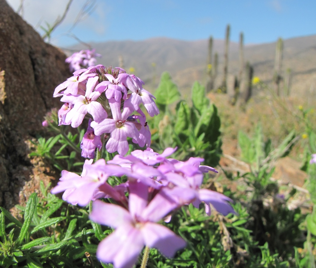 Glandularia atacamensis