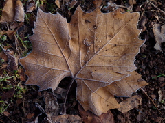 Platanus × hispanica