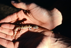 Coleonyx mitratus