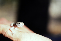 Coleonyx mitratus