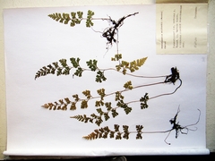 Dennstaedtia wilfordii