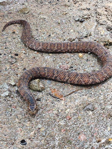 Giant Groundsnake