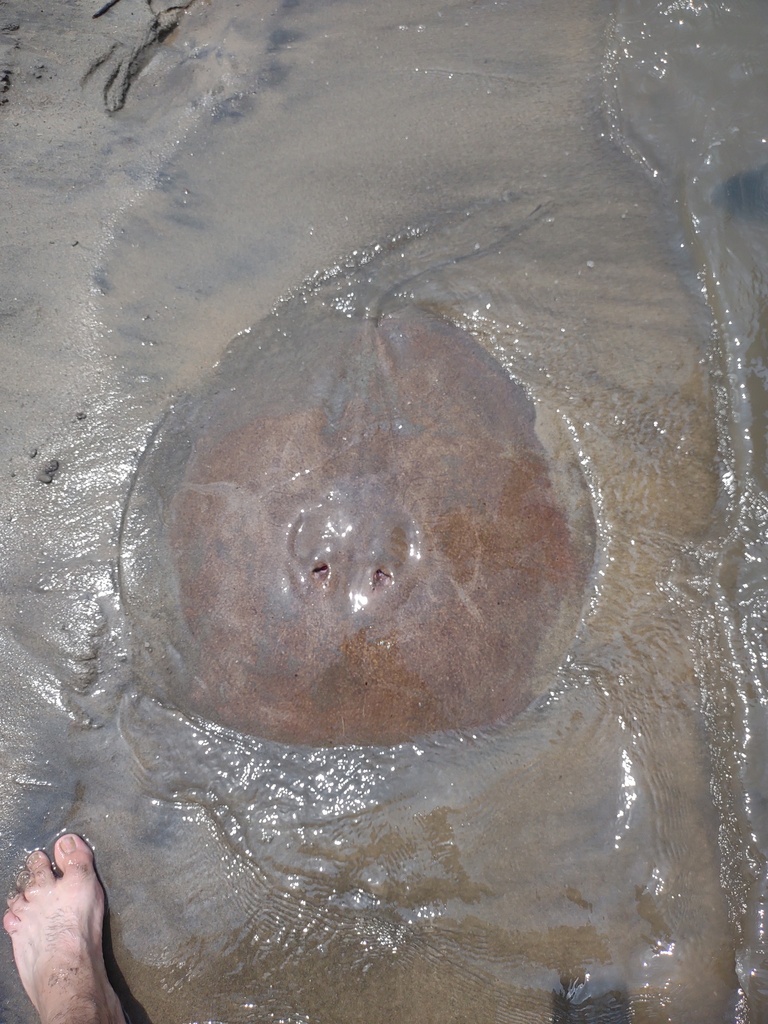 Gome's Round Ray