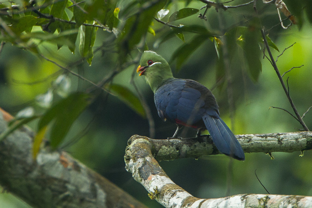 Yellow-billed Turaco (Tauraco macrorhynchus) photo