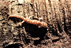 Coleonyx mitratus